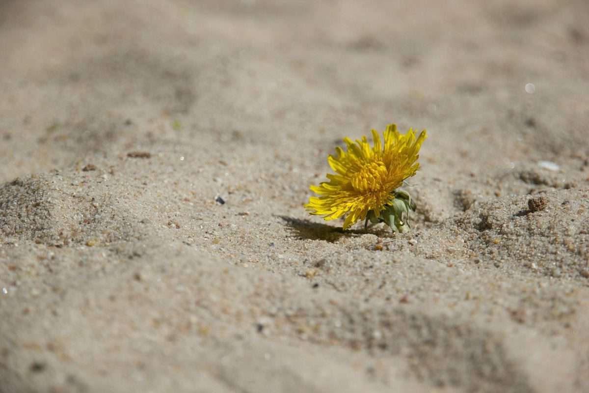 flower growing in sand