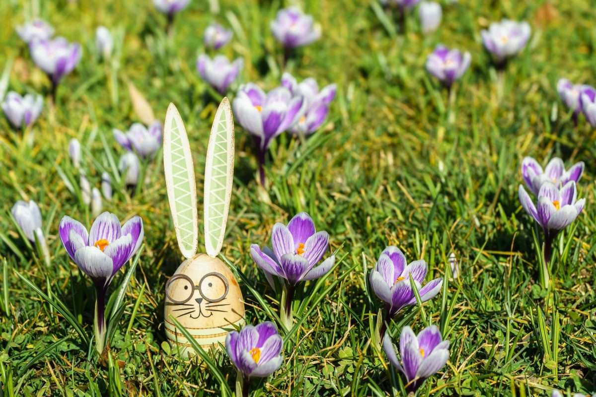 Easter Egg with Bunny Ears in Spring Crocus Fiel